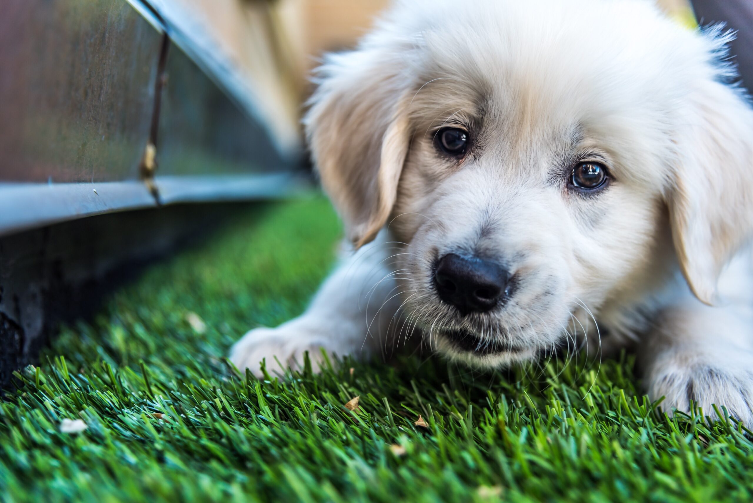 golden-retriever-puppy-2024-12-04-20-48-57-utc